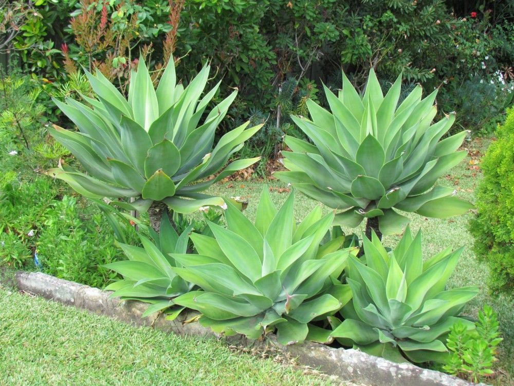Foxtail agave / Agave attenuata Large medium small All sizes
