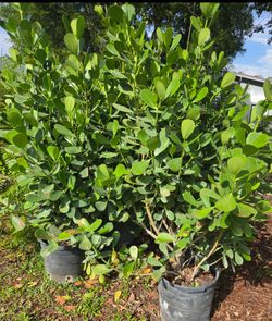 Huge clusias over 6  to 7 feet tall instant privacy hedge for fence minimum qty 20+ all sizes available