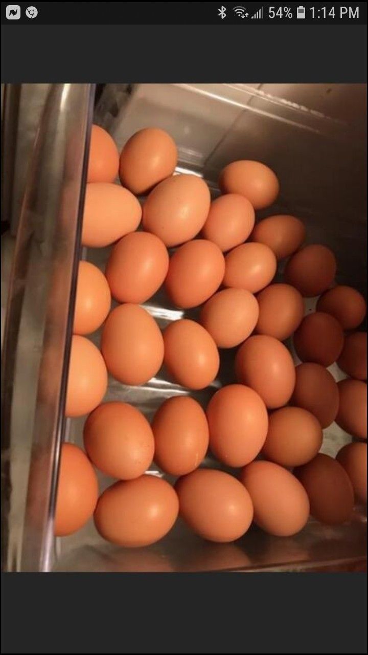 Organic Fresh Brown eggs