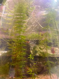 Hornwort