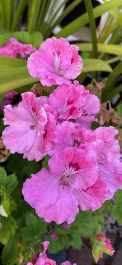 Geraniums geranios