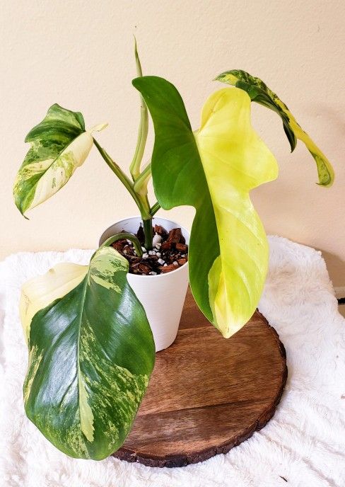 Philodendron Bipennifolium Variegated In Tall White Pot