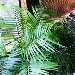20” X 20”  inch pot with plant included all 