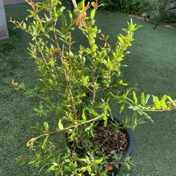 Pomegranate Tree  