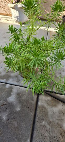 Large Senecio Barbertonicus (Himalaya Succulent) – $8