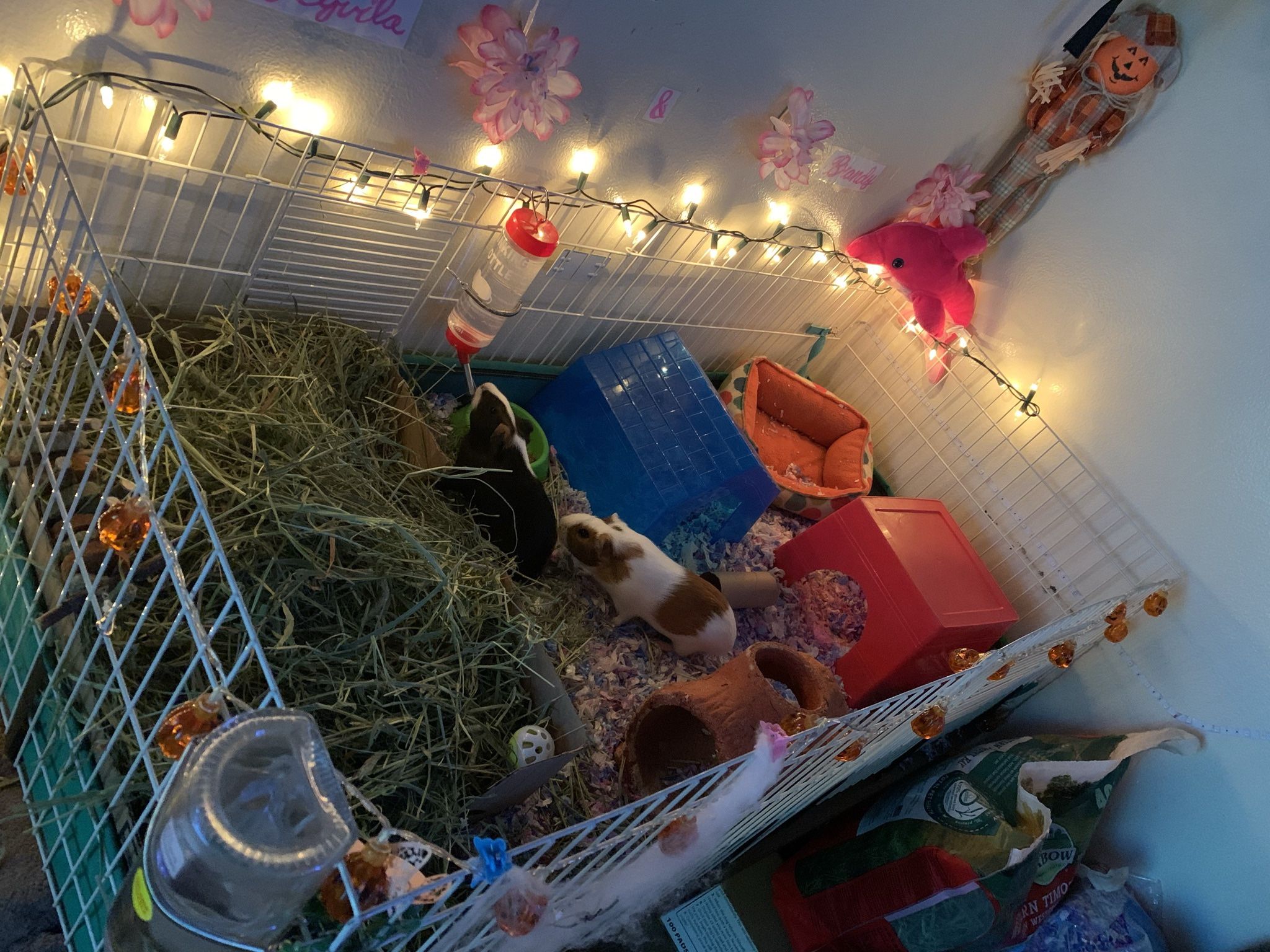 Guinea Pigs