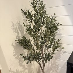 Fake Olive Tree 