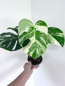 Monstera Albo