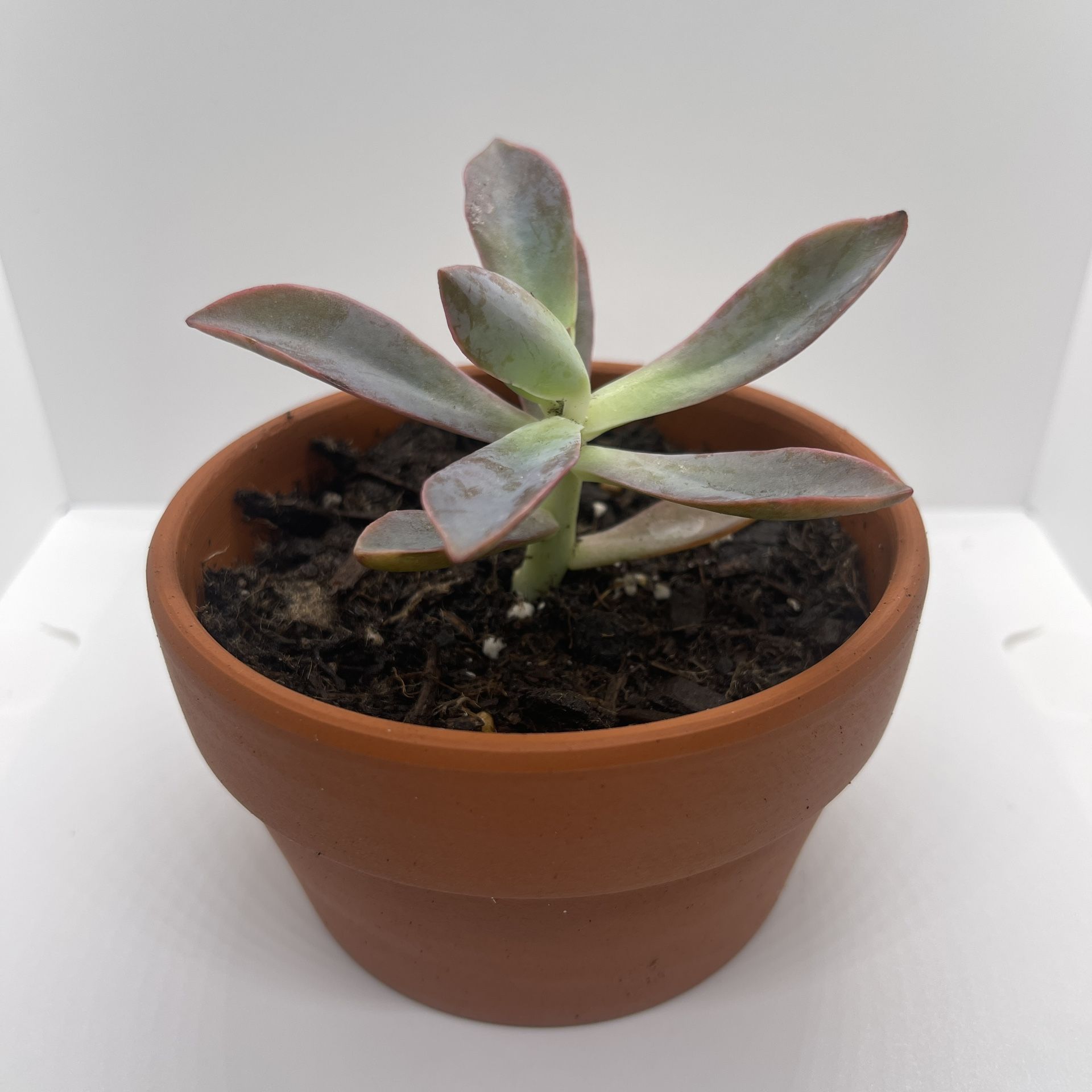 Adopt a Succulent – Premium Terracotta Pot