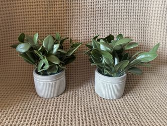 Plants set of 2