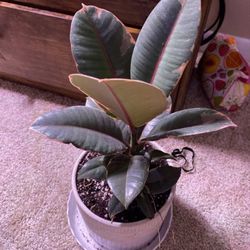 Potted Houseplant- Ruby Rubber Tree