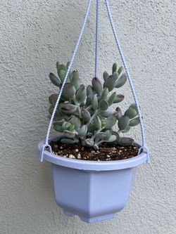 Plants / Succulents