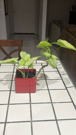 Syngonium podophyllum Live Plant 🪴