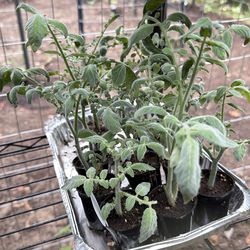 Wooly Kate Tomato plants