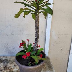 Crown Of Thorns Plant 2.5ft Tall 