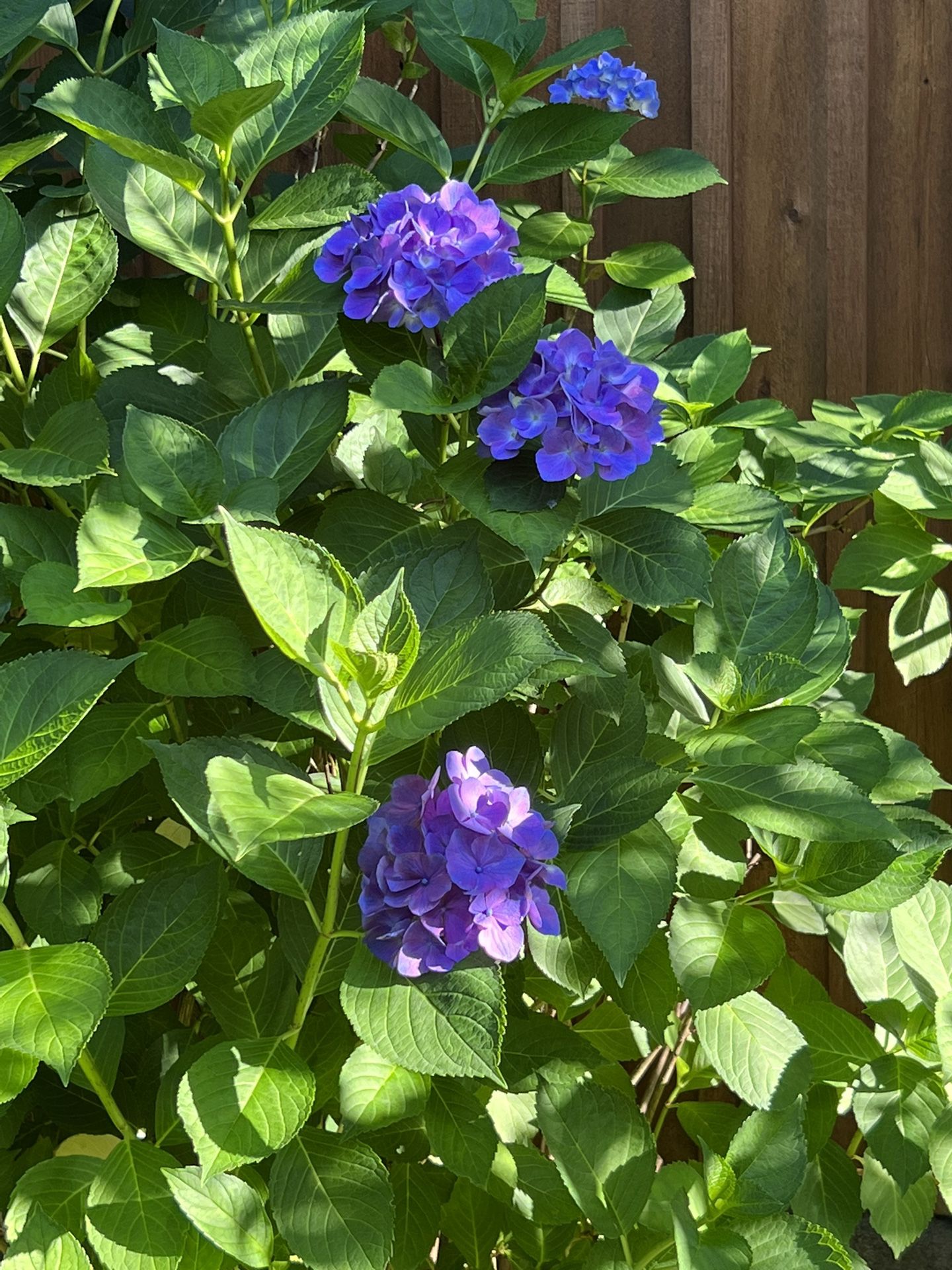 Hydrangea Potted Plants Purple Blooms (3 Pots)