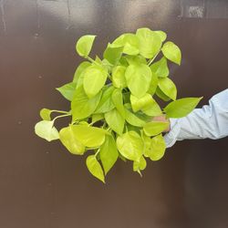 6” Neon Pothos 