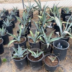 Agave