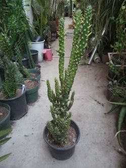 Planta