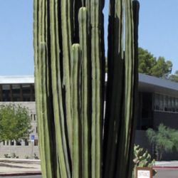 Mexican Fencepost cactus Clippings - Pachycereus marginatus