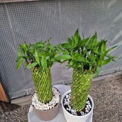 Lucky Bamboo Plants 6" Ceramic Pot 