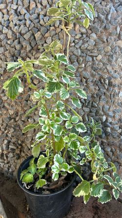 Plectranthus variegata plant
