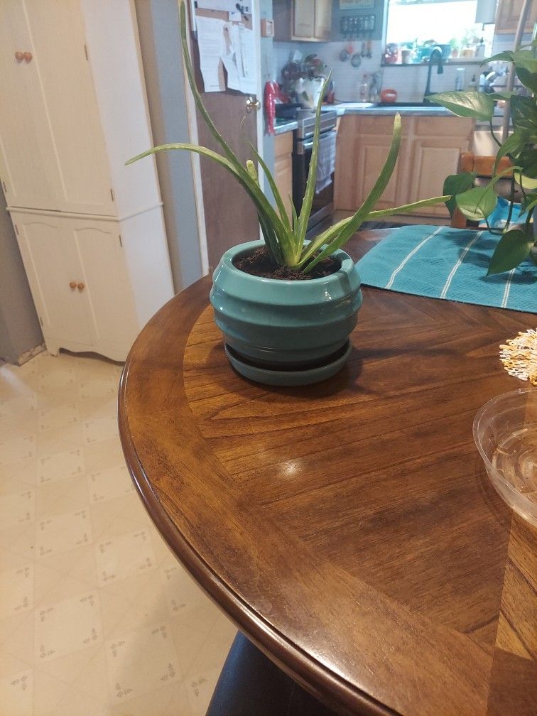Aloe vera plant in pot