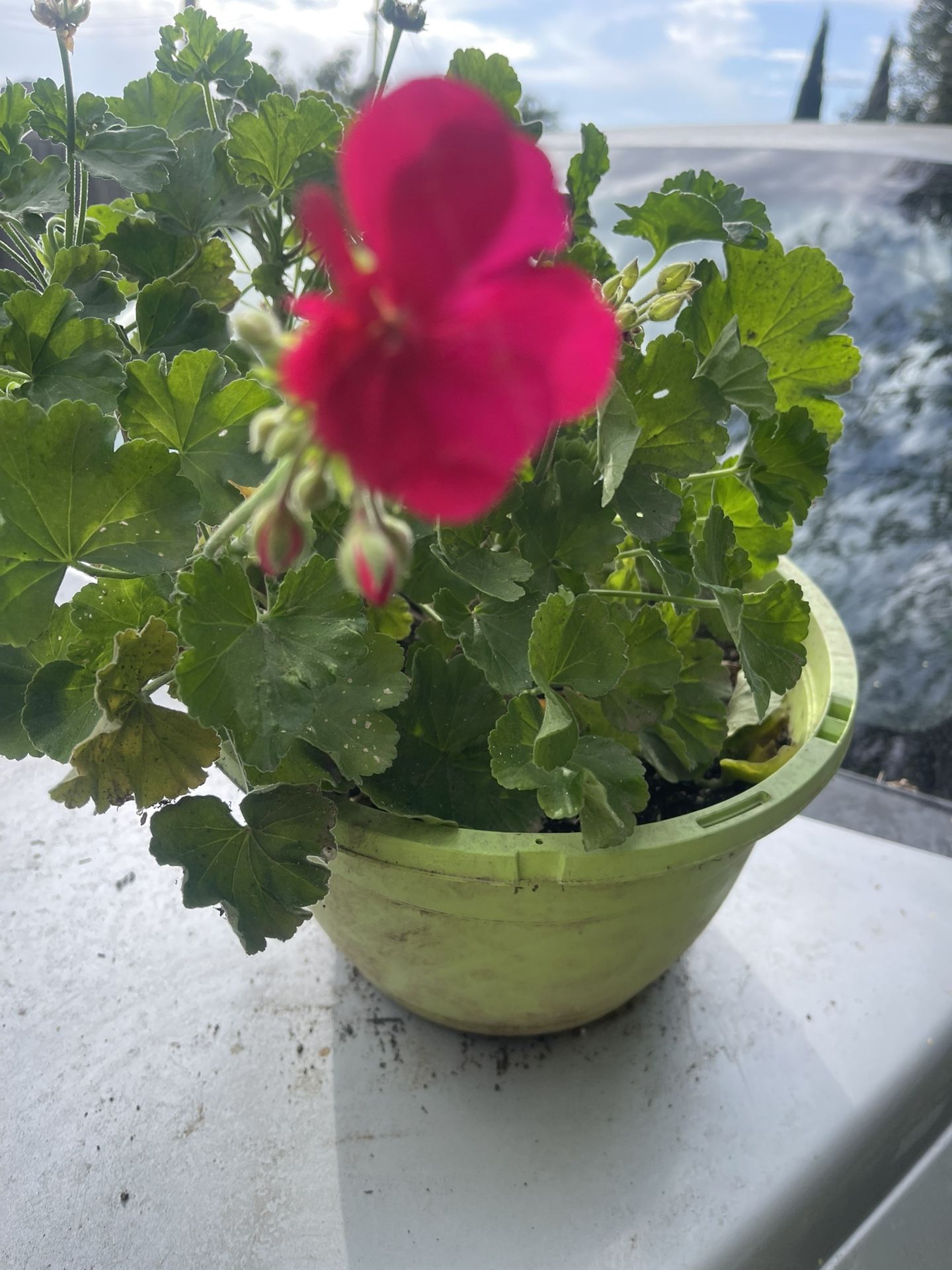 Geranium Plant