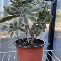 Crested Aeonium Sunburst Succulent 