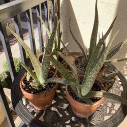 Aloe Plants In 6” Terra Cotta Pots