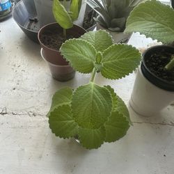 Cuban Oregano