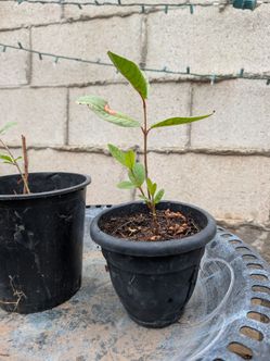 Arbolito de guayava Blanca