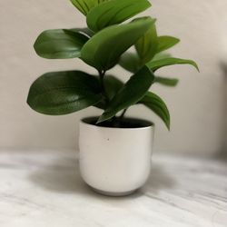 Plant- Artificial