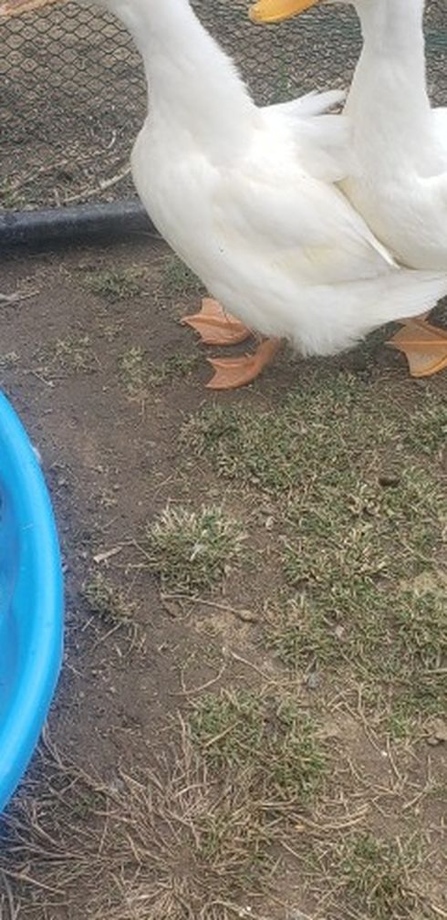 Giving Away My ducks