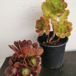 Special deal 2 pots $35 2 colorful tree rose aeonium succulent 5/6 yrs old $25 esch 