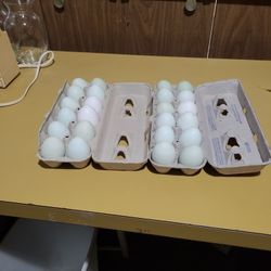 Fresh Eggs Daily $4.00 a Dozen