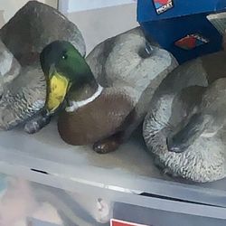 Duck Hunt???! -3 Duck Decoys 