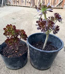 Plants