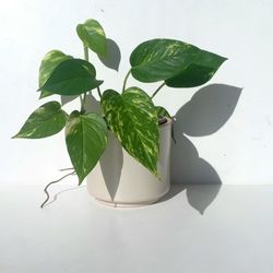 Lush High Variegation Variegated Pothos Money Plant/ House Plant/ Indoor Plant Flower Patio 
