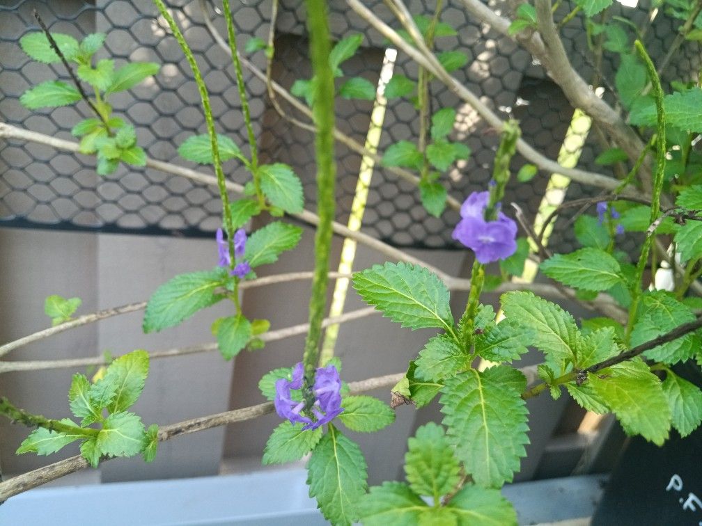 Porter weed Seeds