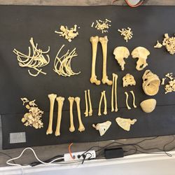 Human Skeleton