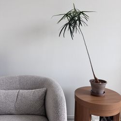 Brachychiton Rupestris “Queensland Bottle Tree”