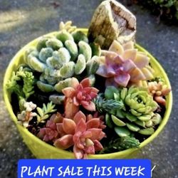 SUNDAY PLANT SALE IN SAN LORENZO  STARTS AT 12:30