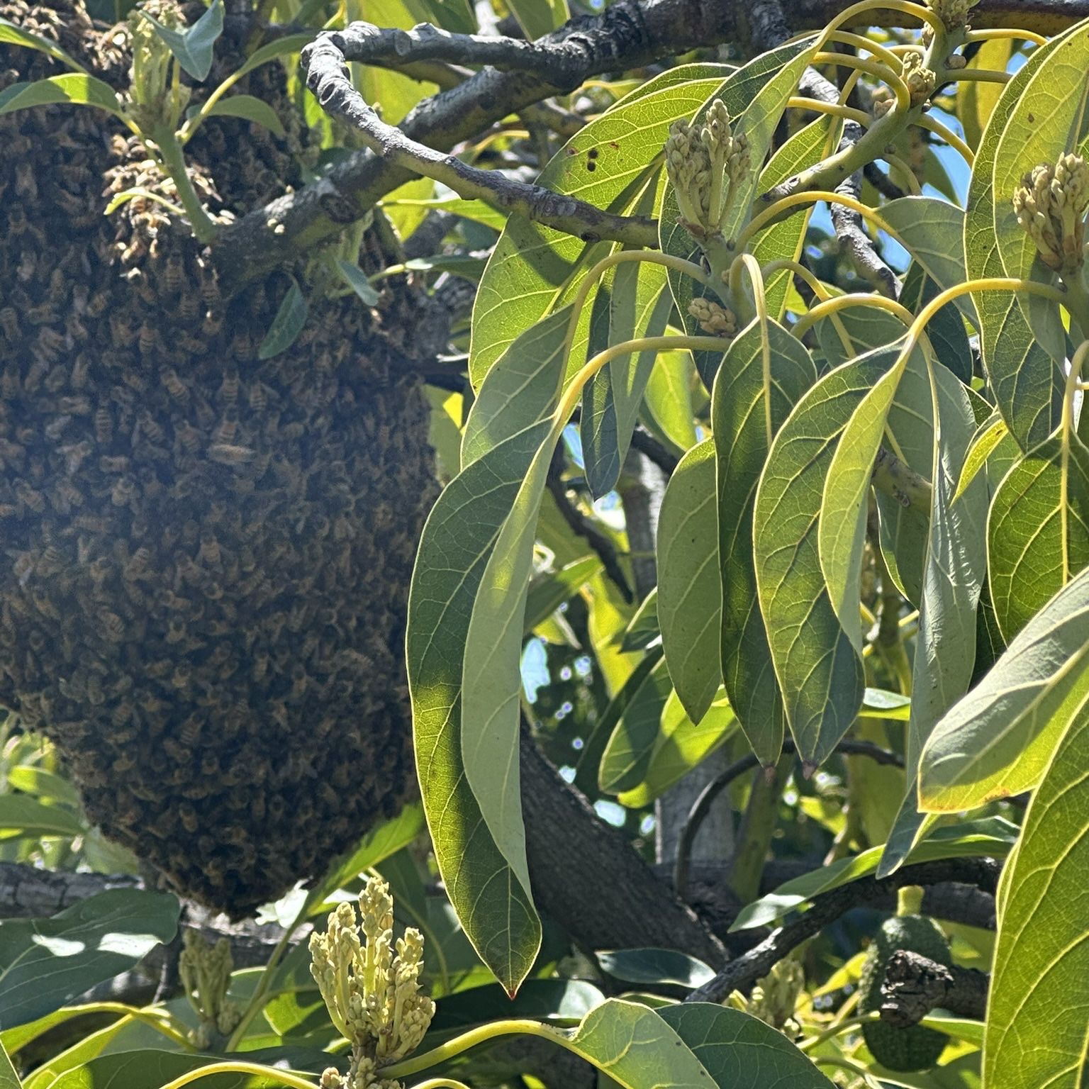 Honey Bees For Backyard Bee Keeping