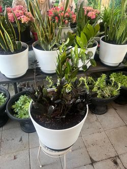 House Plants