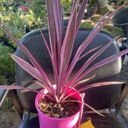 Plant For Garden