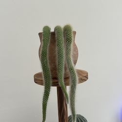 Monkey Tail Cactus With Pot