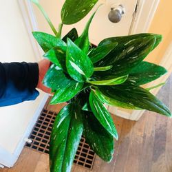 Live indoor Philodendron Cobra Albo plant in a plastic nursery pot—firm price 