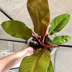 Philodendron Prince of Orange 