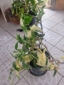 planta blanco y verde 